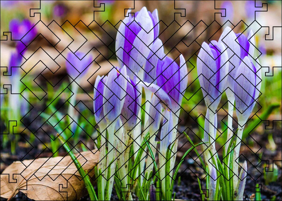 elbPUZZLE No. 56 - Pflanzenwelt: Krokusse - Fractale Edition