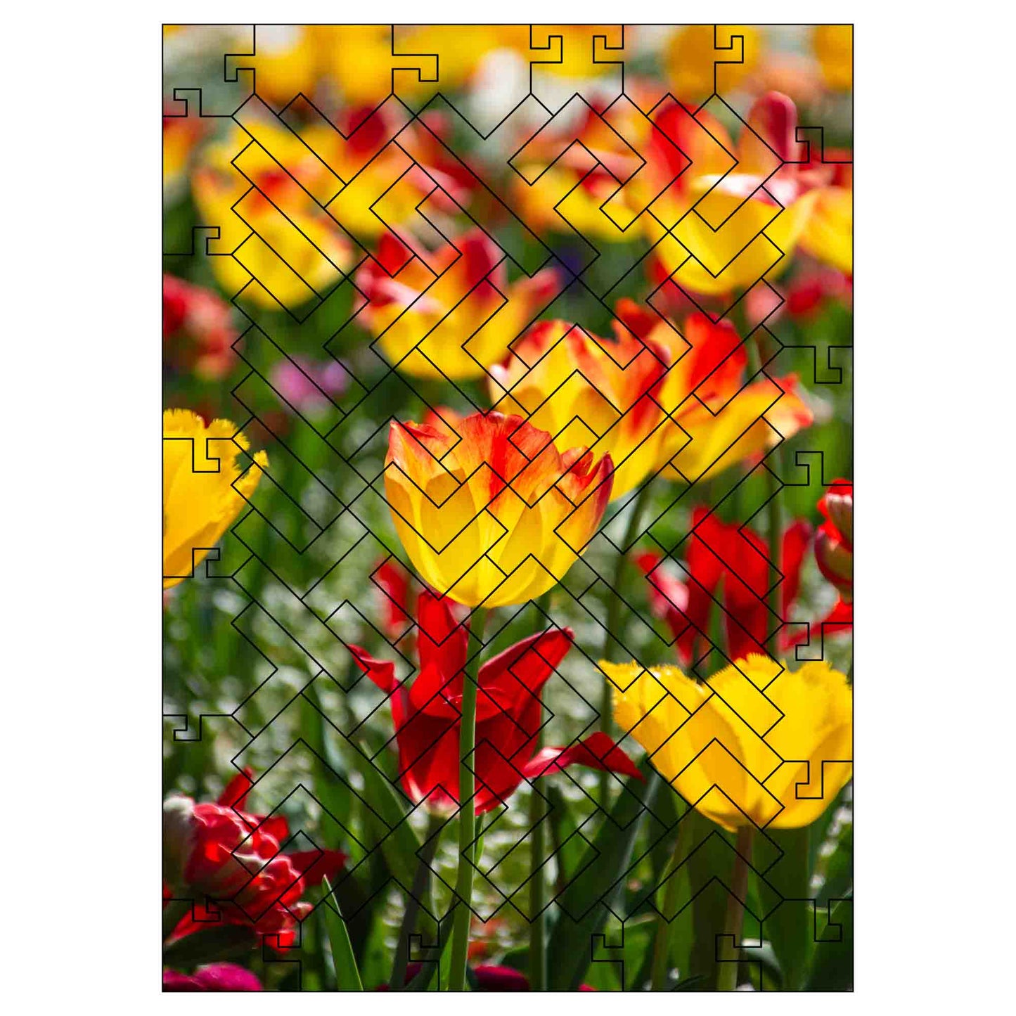 Elbe Puzzle No. 15 - Tulip Meadow