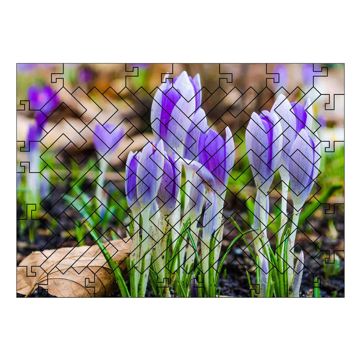elbPUZZLE No. 56 - Pflanzenwelt: Krokusse - Fractale Edition