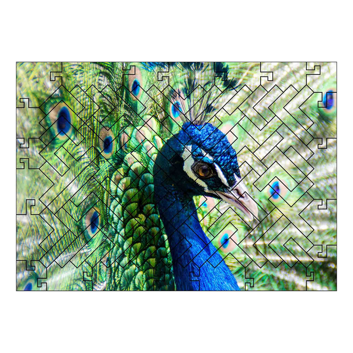 elbPUZZLE No. 57 - Tierwelten: Pfau - Fractale Edition